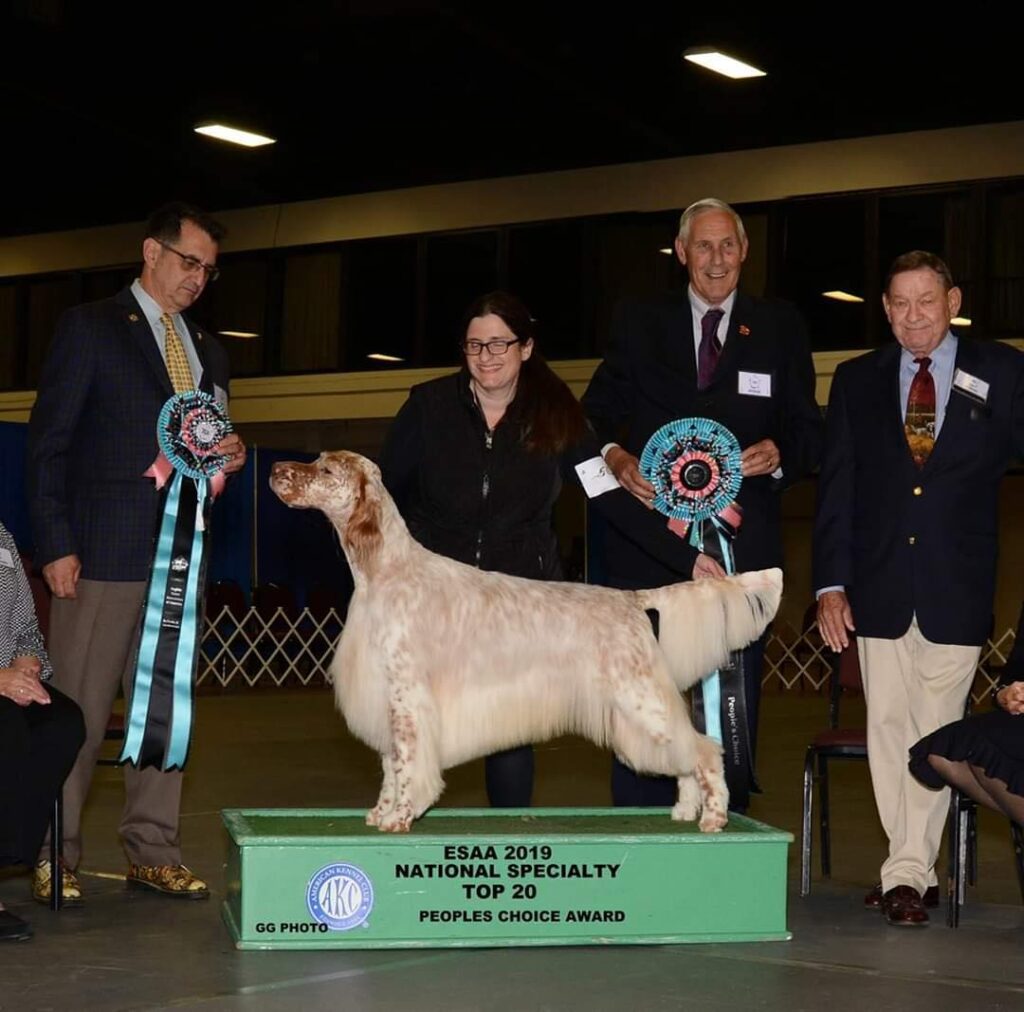 Win Photo of English Setter At Dog Show