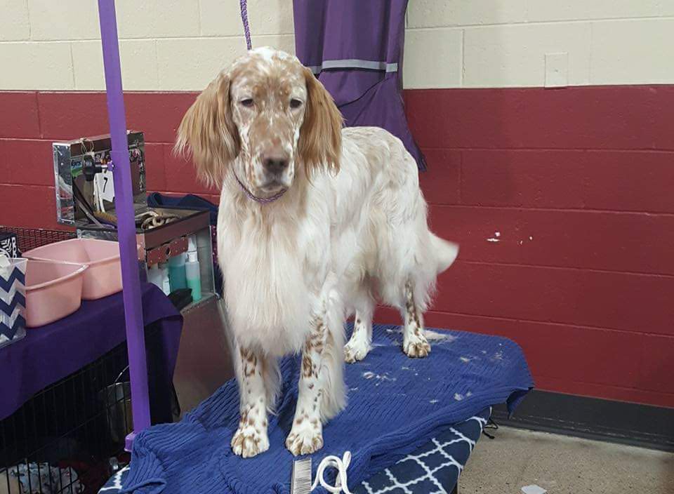 English Setter on Grooming Table